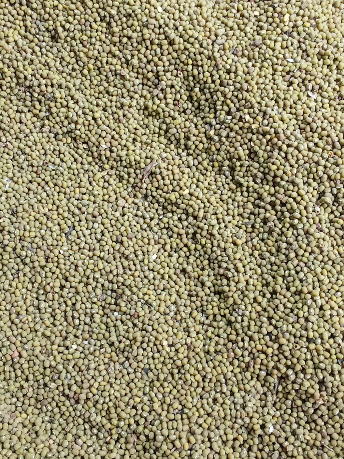 feijao holoco
